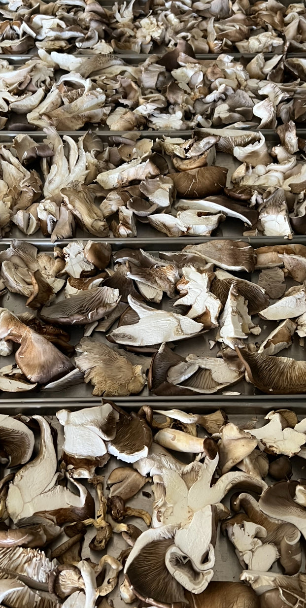 Organic Freeze dried Oyster Mushroom
